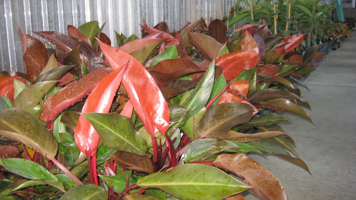 Филодендрон Queen