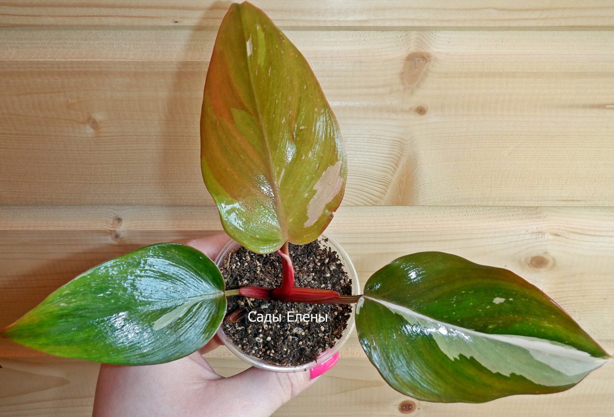 Филодендрон мандаианум