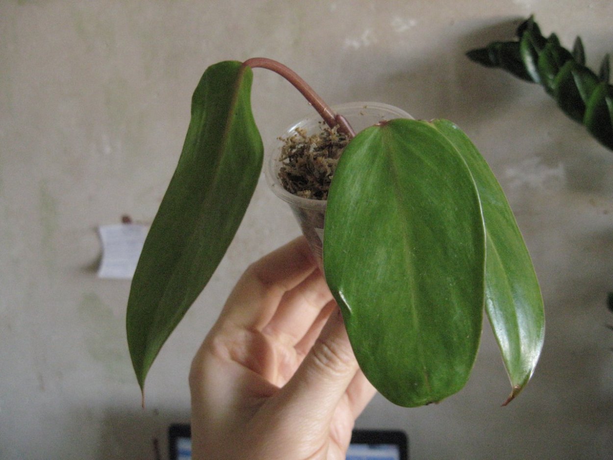 Филодендрон Рохо Конго