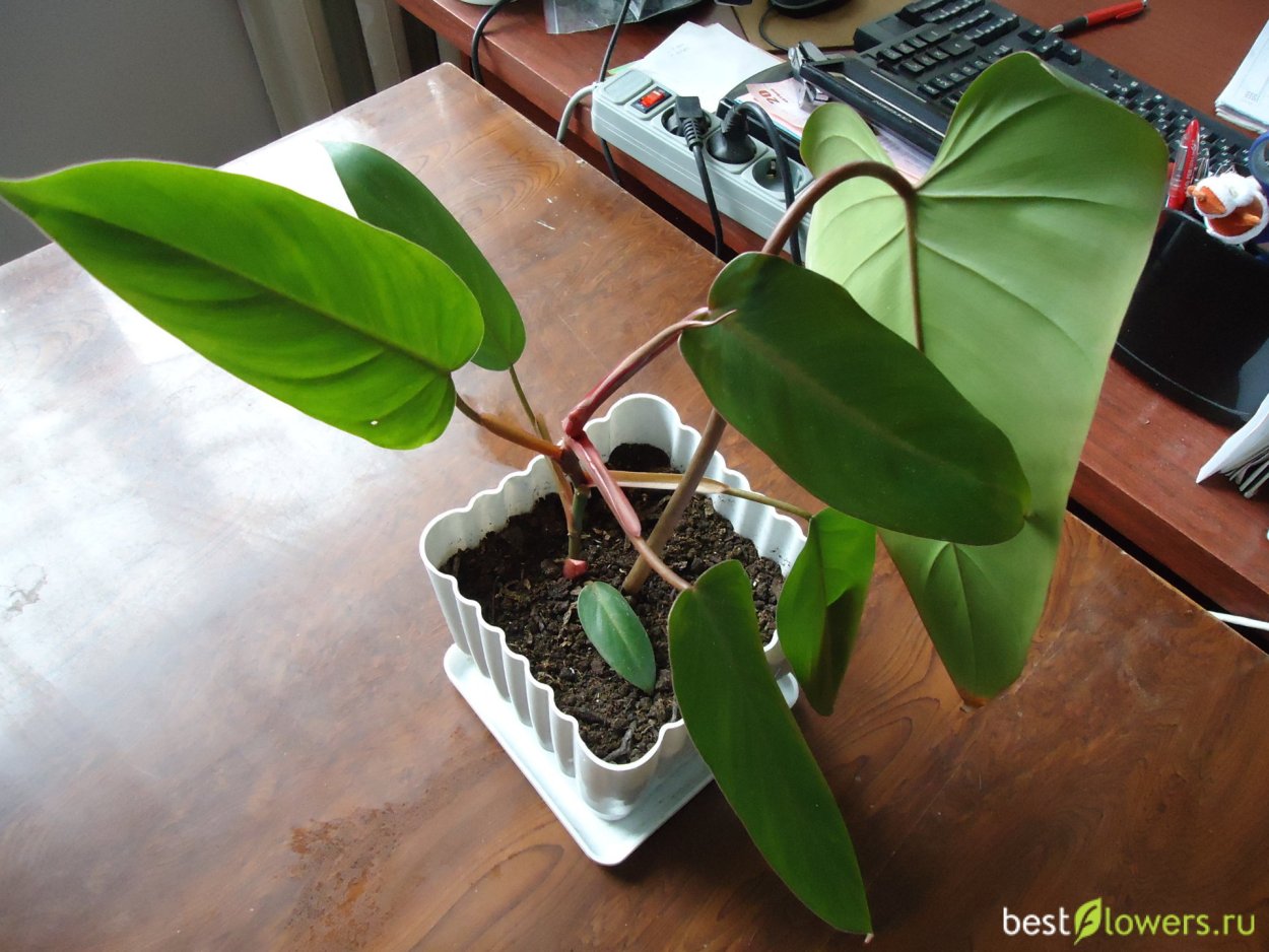 Филодендрон ред Харт