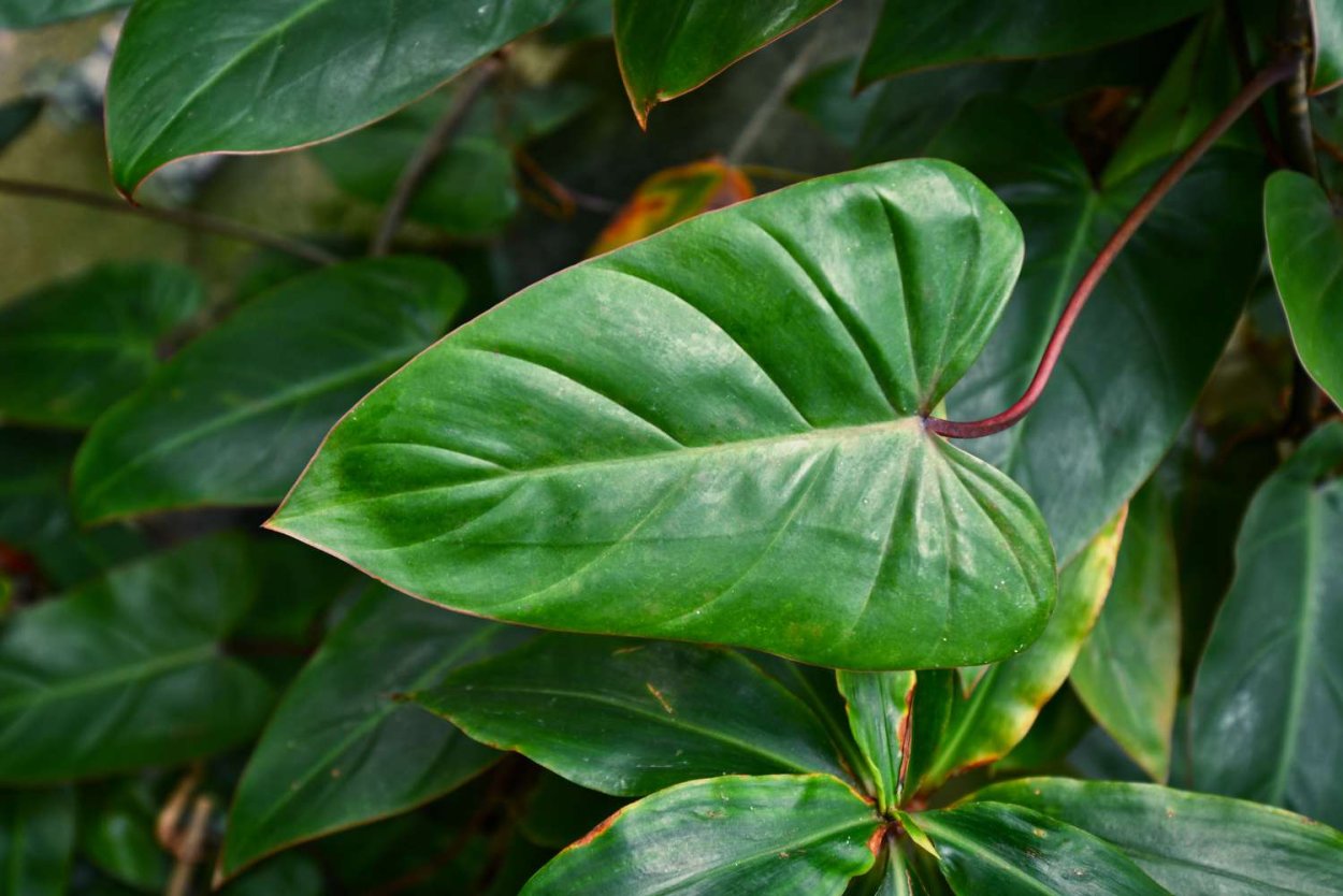 Филодендрон Империал ред