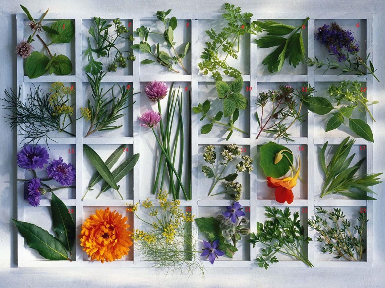 Тархун и базилик