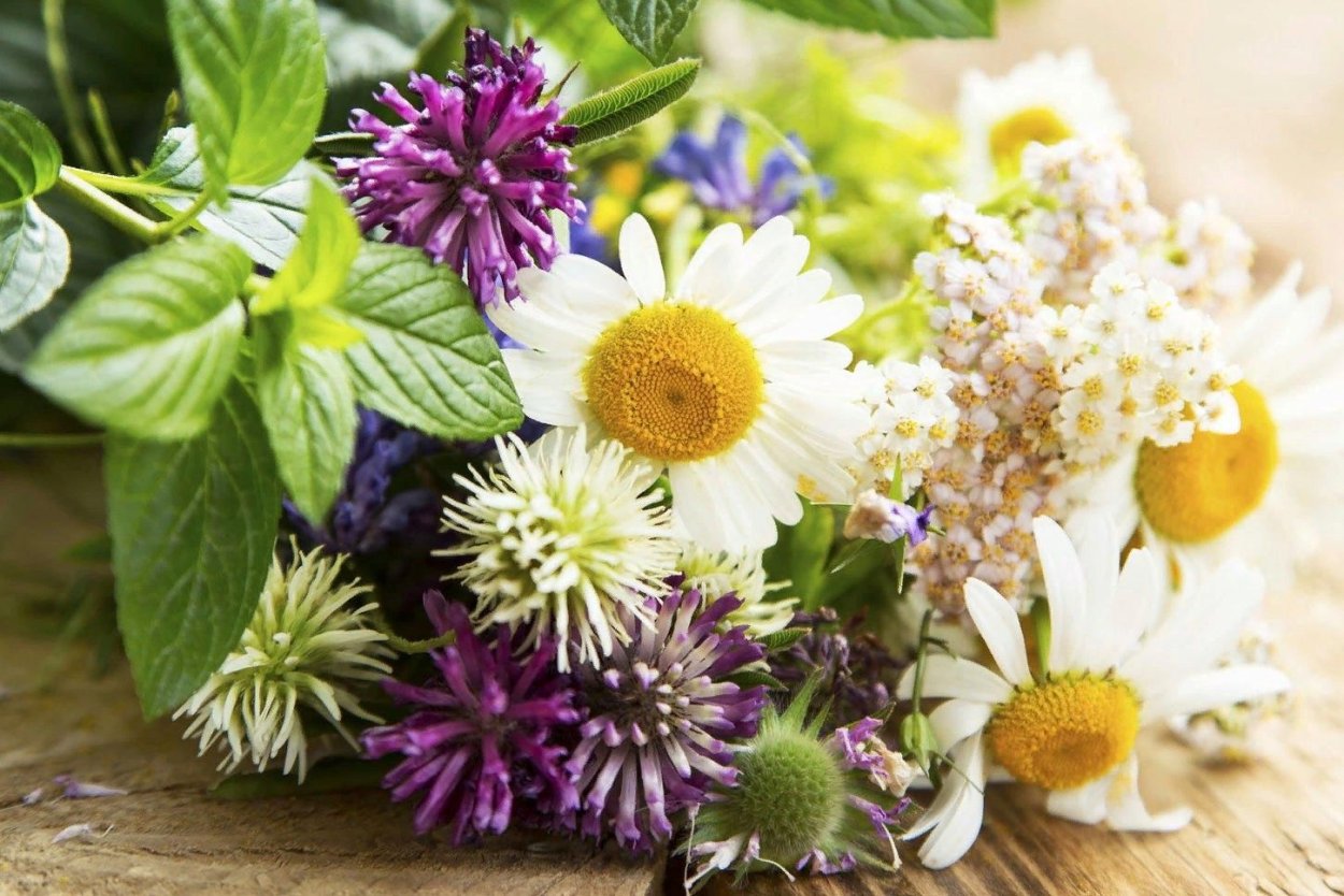 Целебные травы