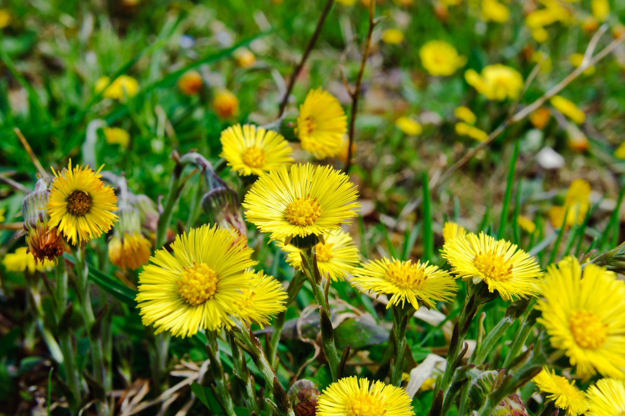 Целебные травы