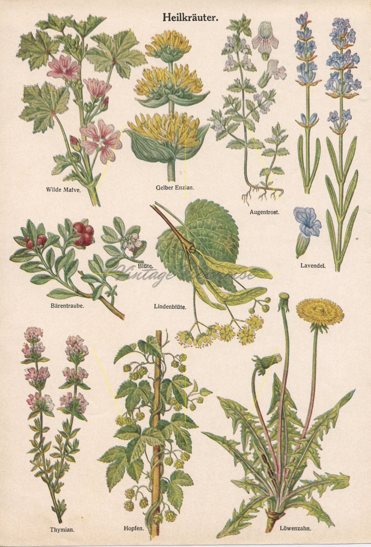 Многолетники разнотравье