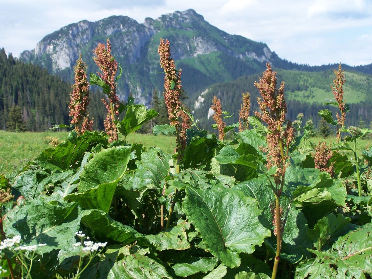 Щавель конский (Rumex confertus)