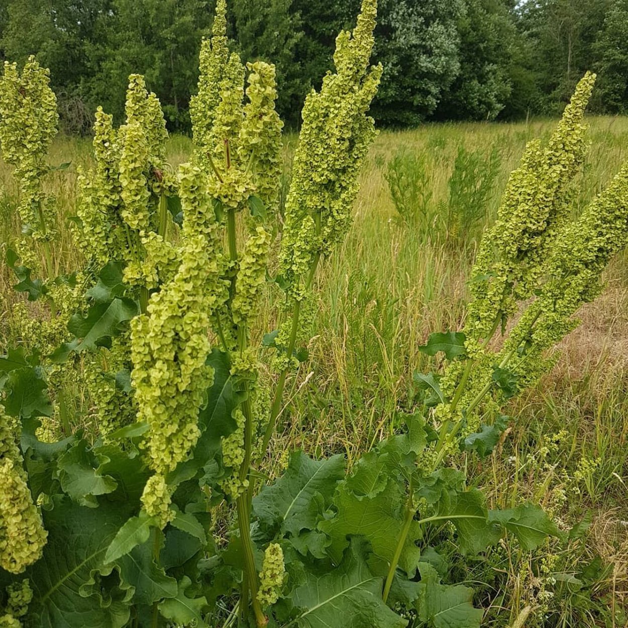 Конский щавель авелук