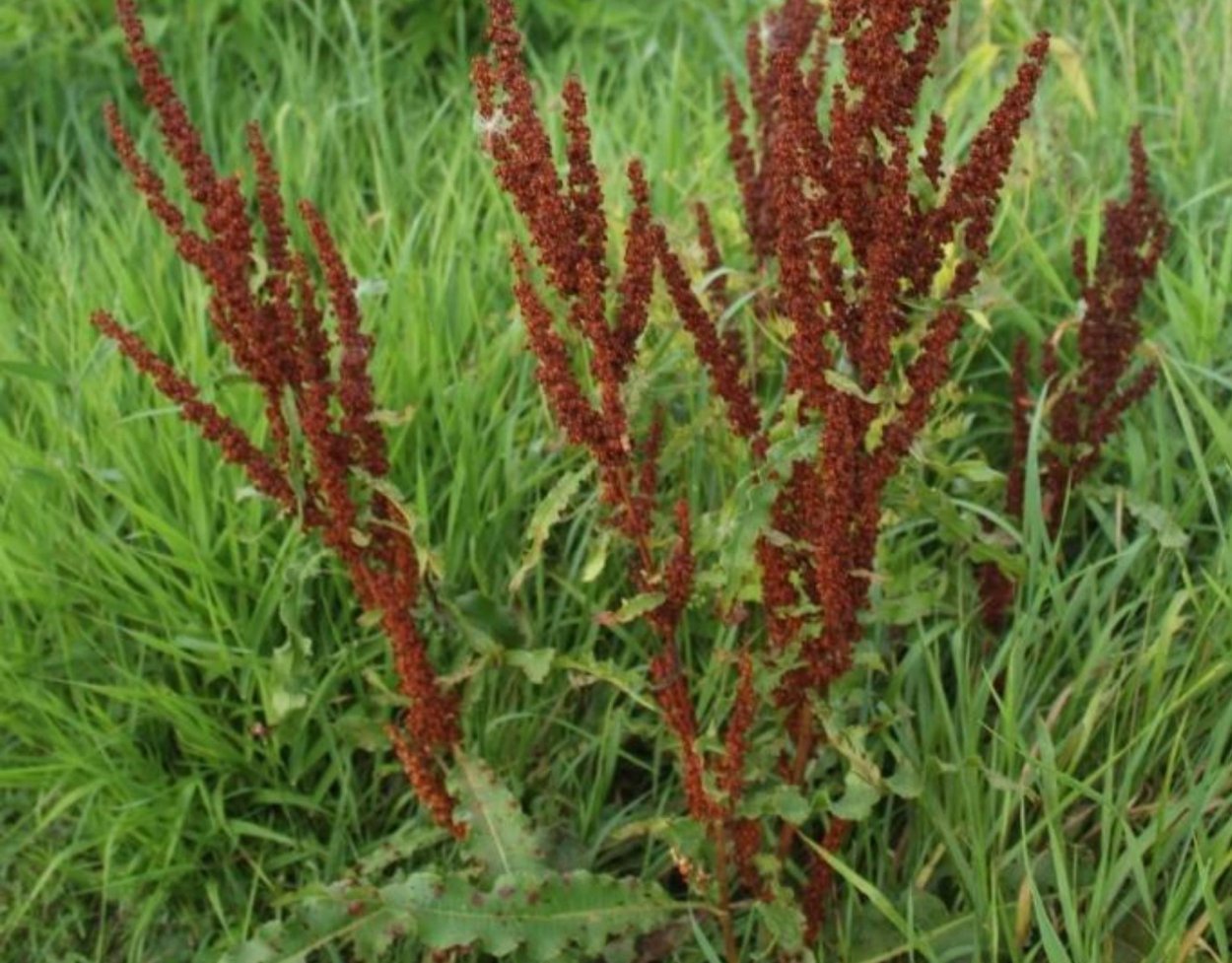 Щавель конский (Rumex confertus)