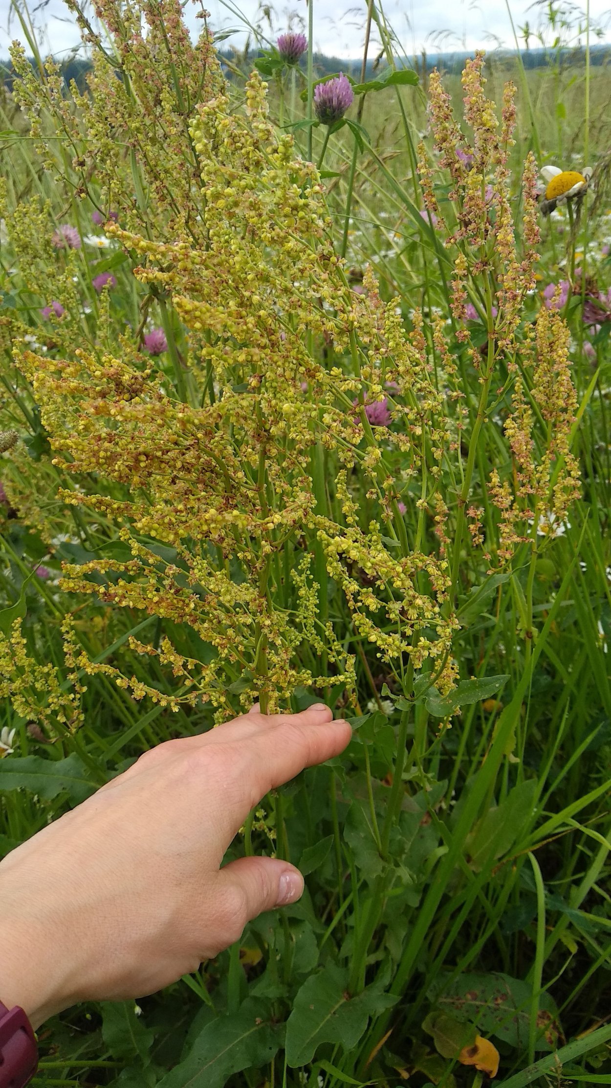 Щавель соцветие