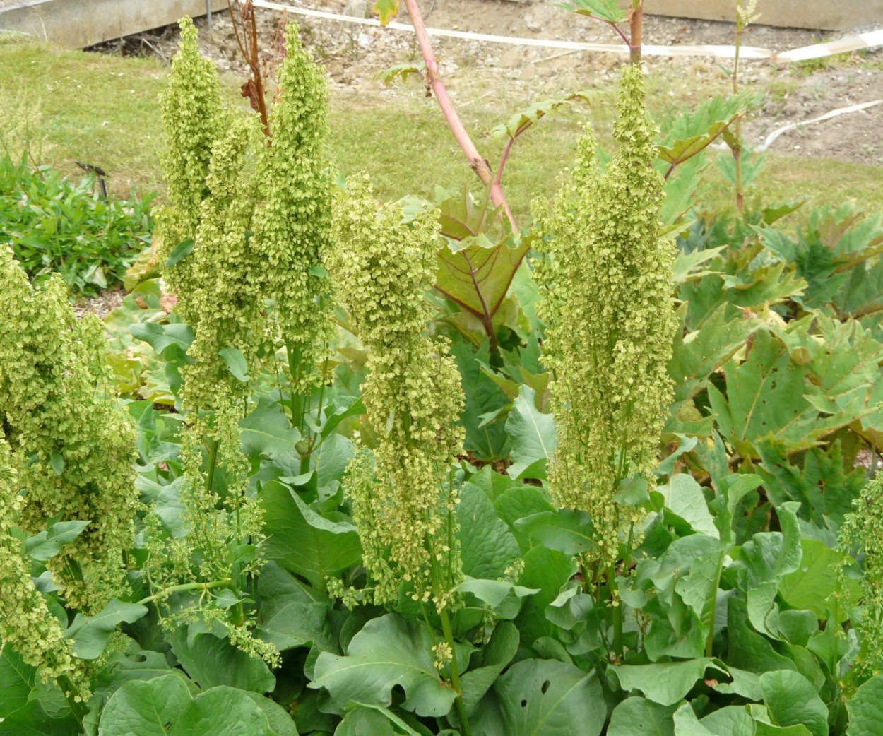 Растение конский щавель