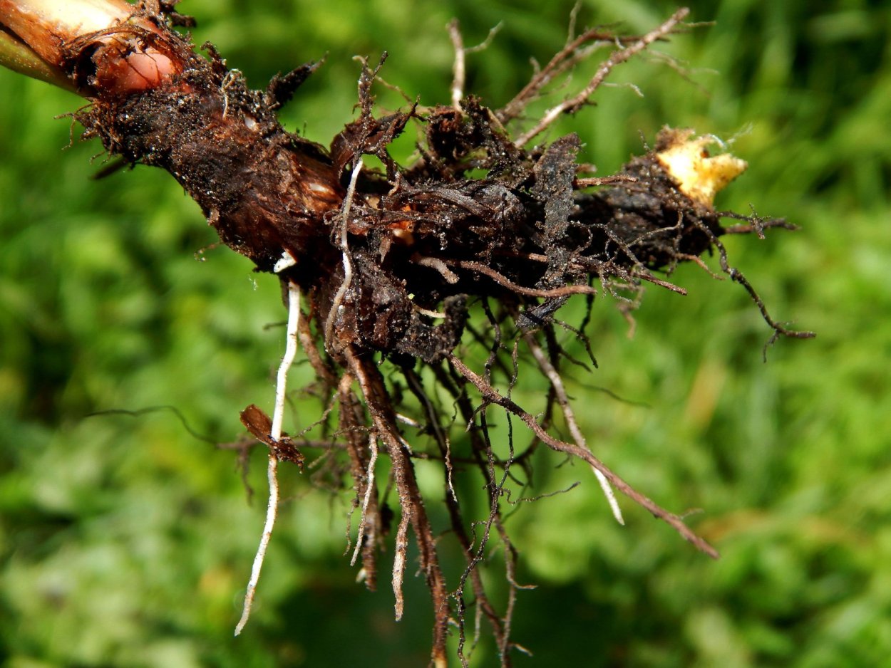 Щавель авелук