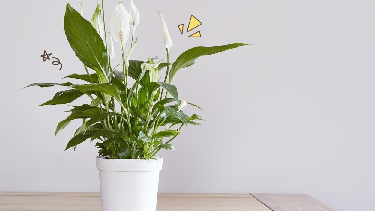 Спатифиллум Блэк