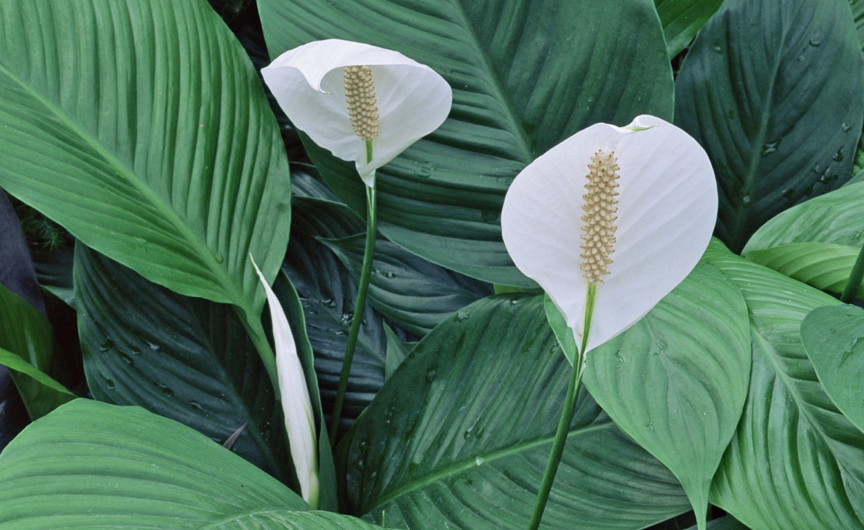 Спатифиллум ложковидный