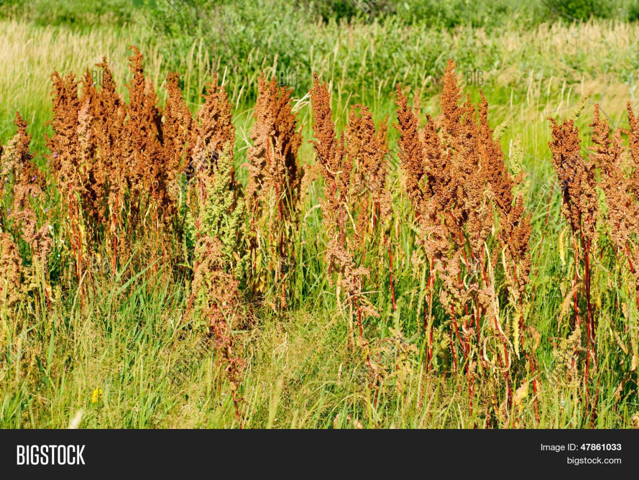 Щавель конский (Rumex confertus)