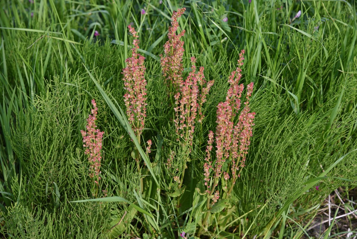 Щавель курчавый (Rumex crispus)