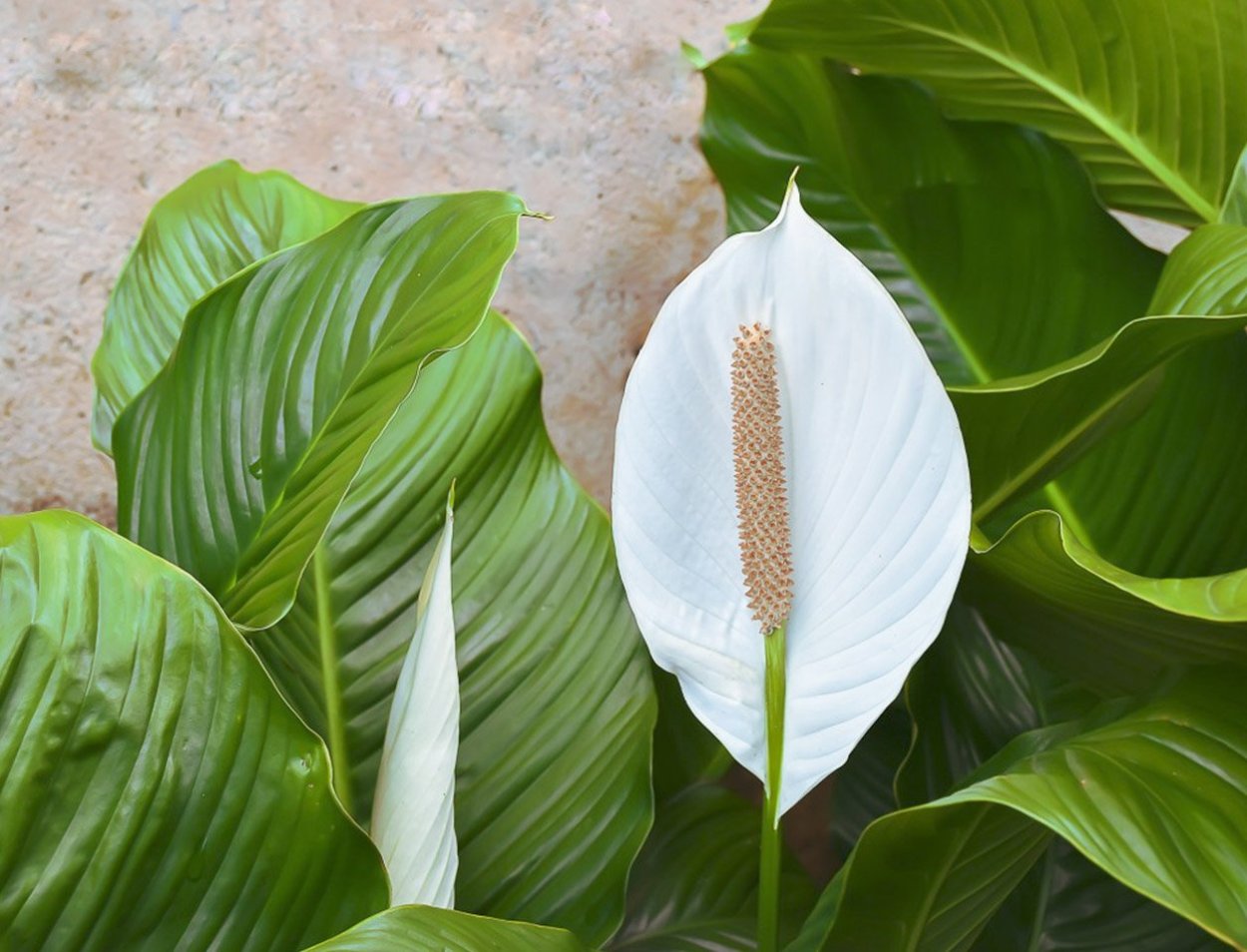 Спатифиллум Mauna loa