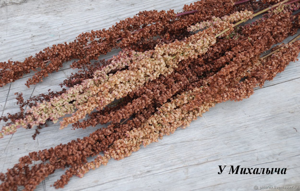 Щавель курчавый (Rumex crispus l.)