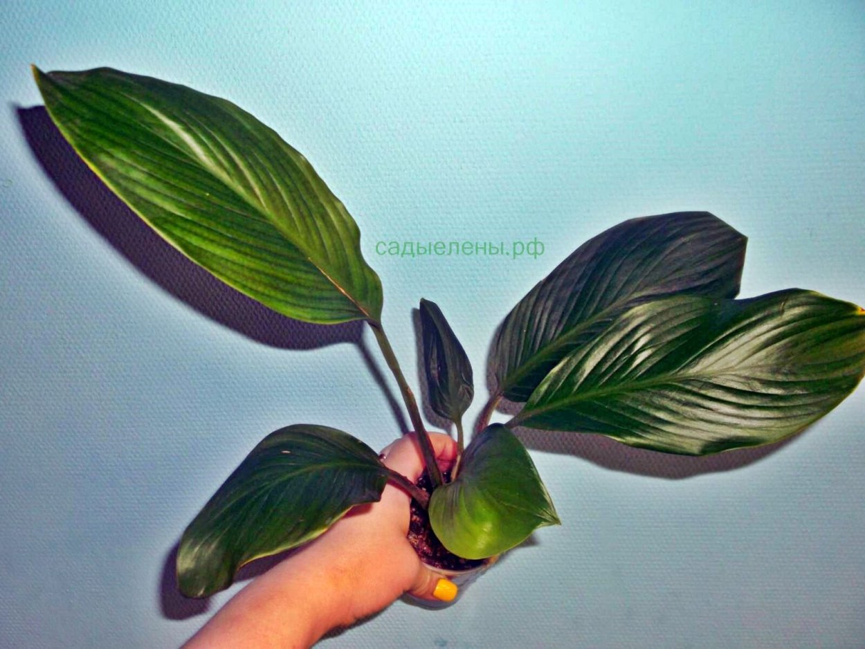 Спатифиллум Лауретти описание сорта