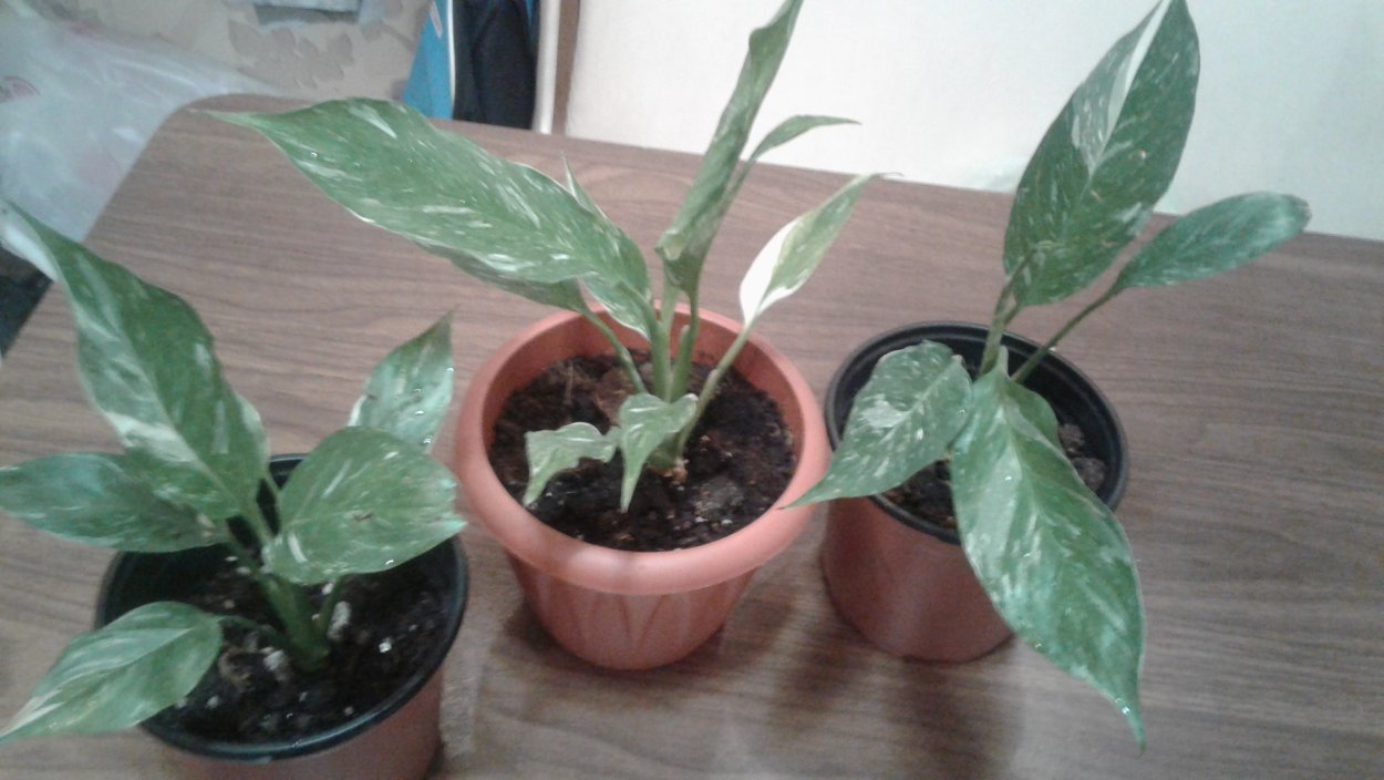 Спатифиллум Лемон Глоу