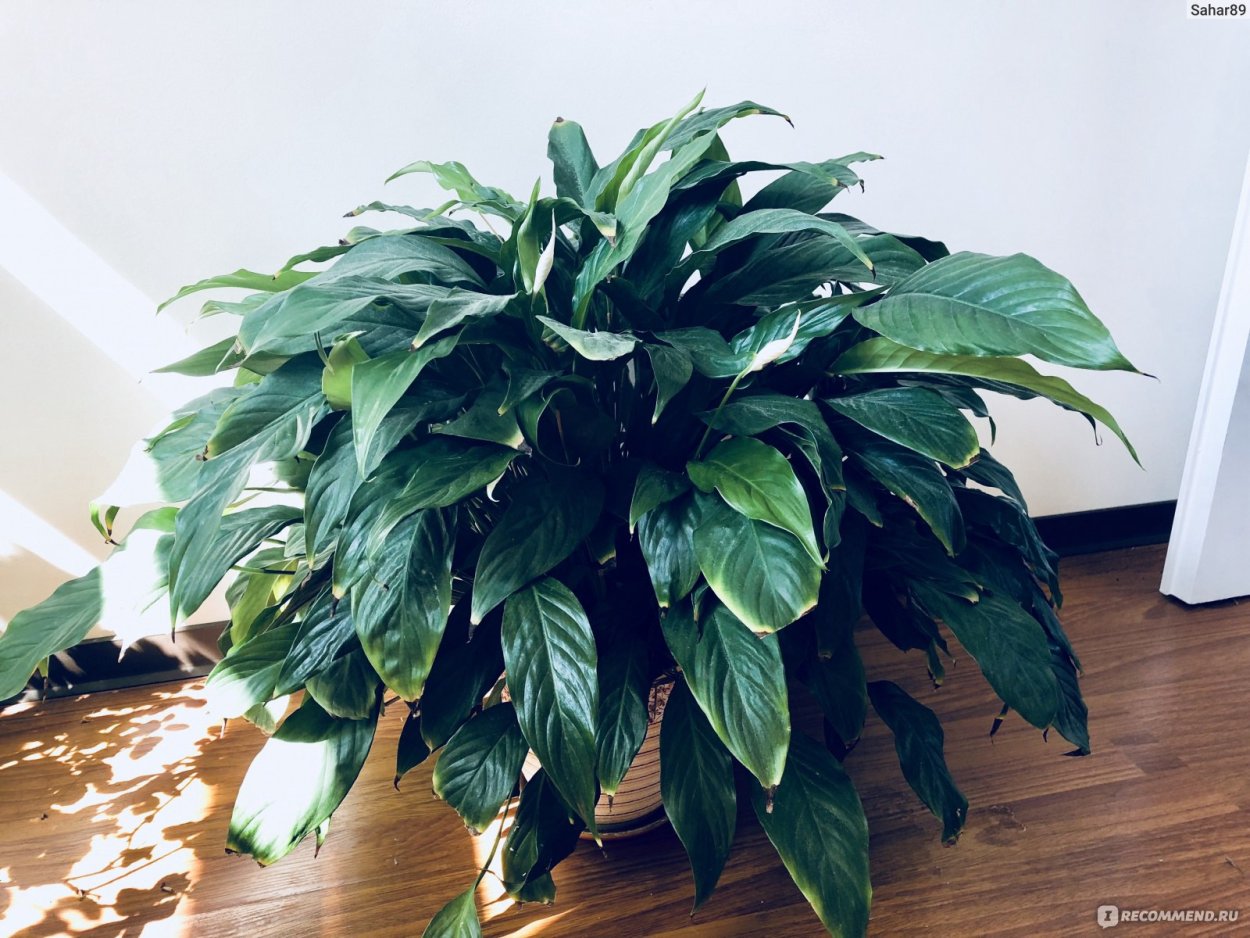 Спатифиллум Свит Сильвио описание