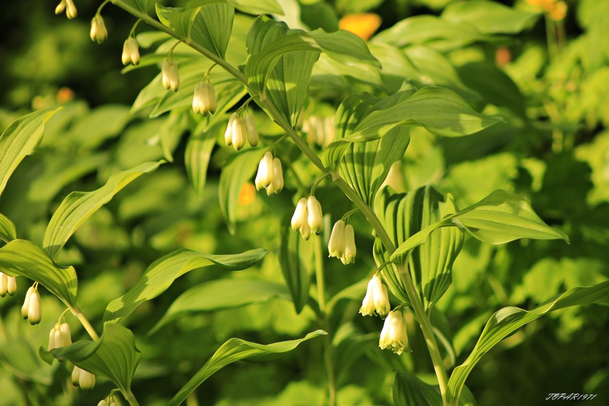 Садовый Ландыш купена