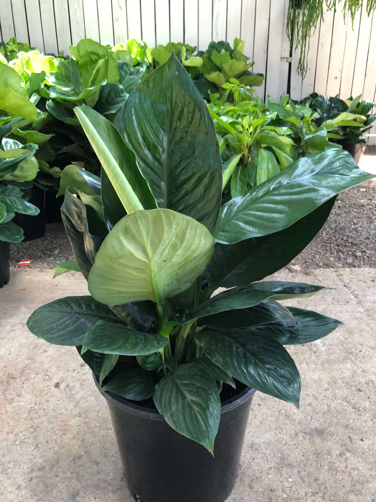 Спатифиллум Гаити