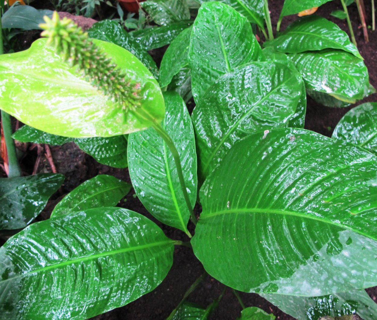 Спатифиллум Верди