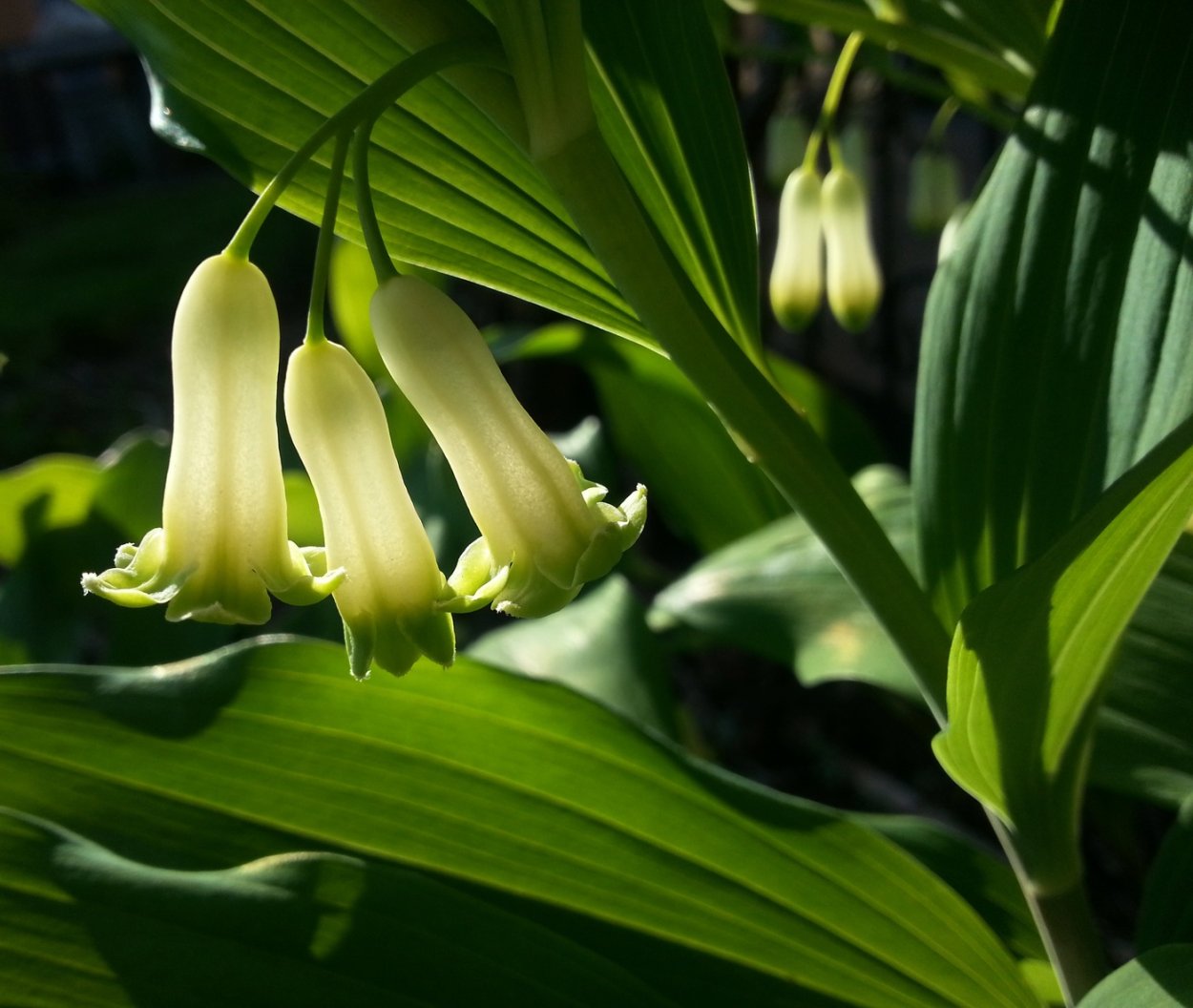 Купена Кавказская