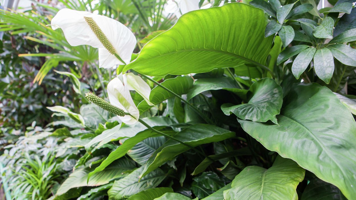 Спатифиллум cochlearispathum