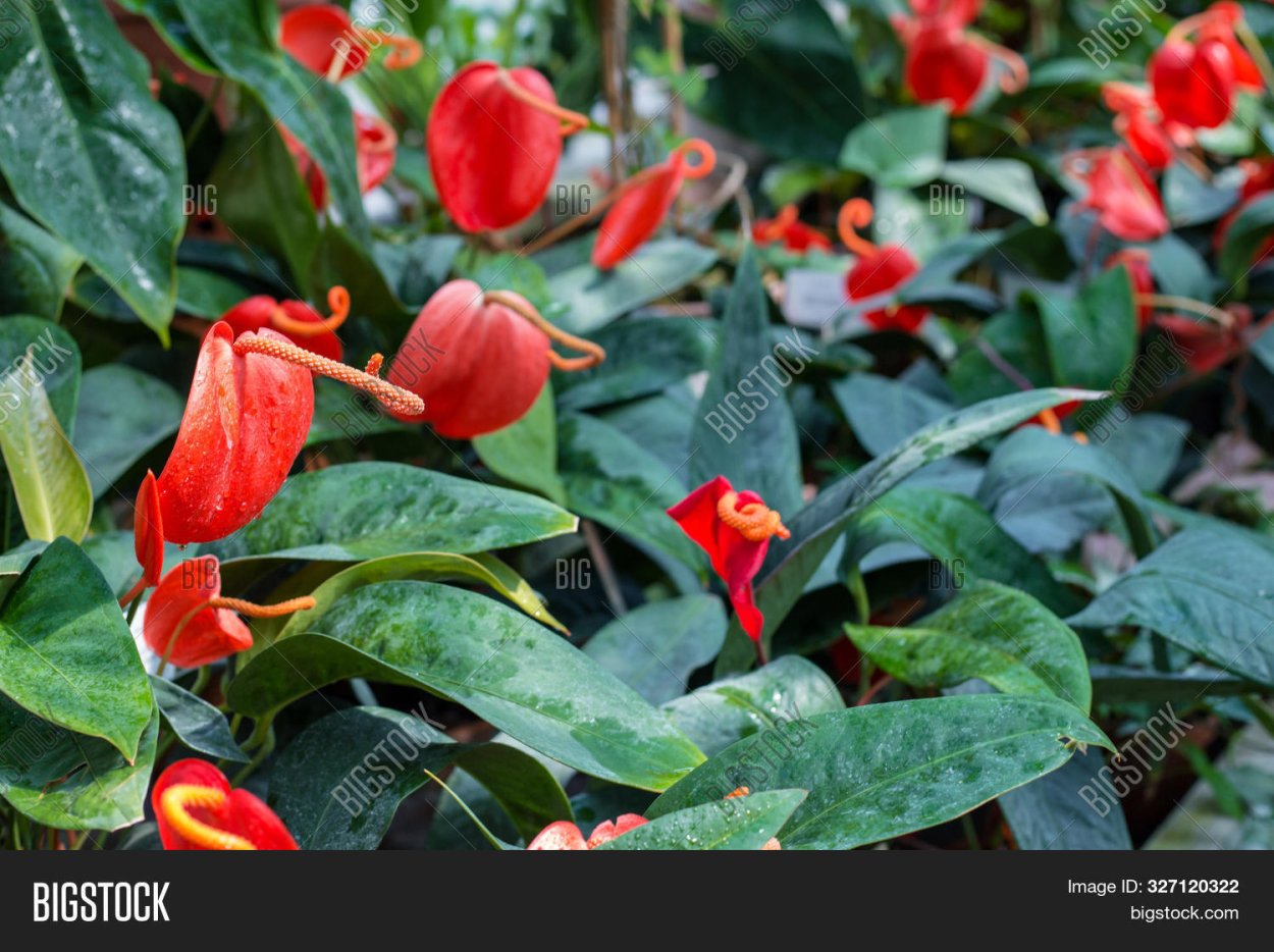 Спатифиллум Перл Купидо