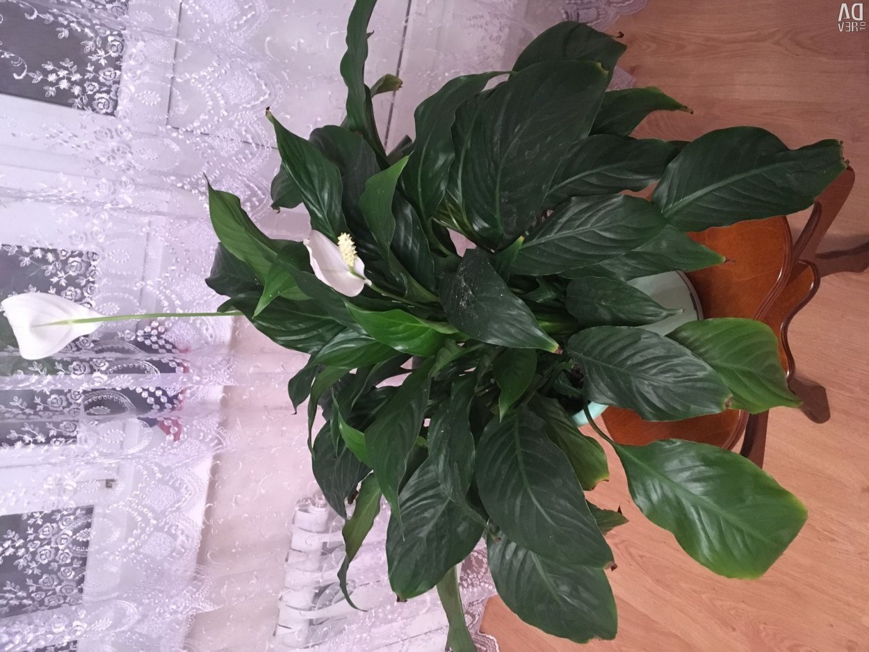 Спатифиллюм Лауретта