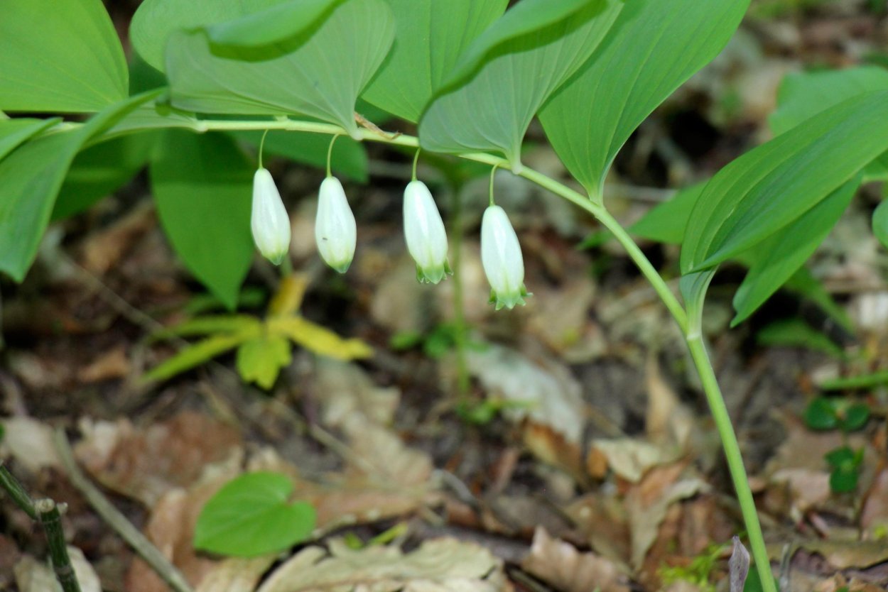 Polygonatum biflorum купена