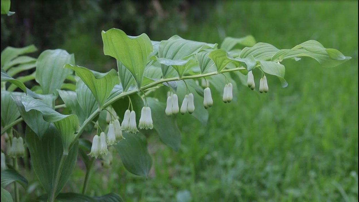 Купена ароматная