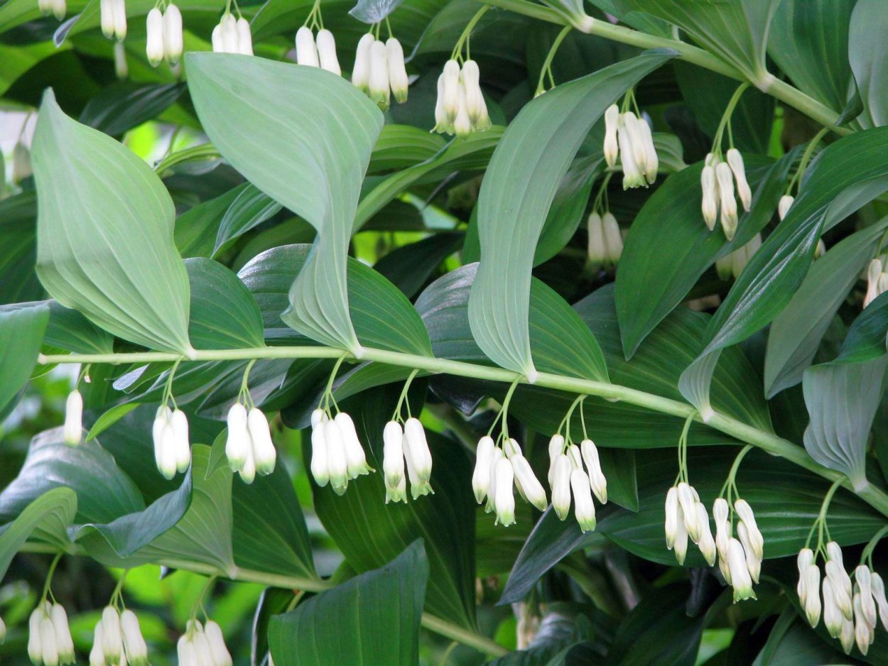 Polygonatum odoratum - купена душистая
