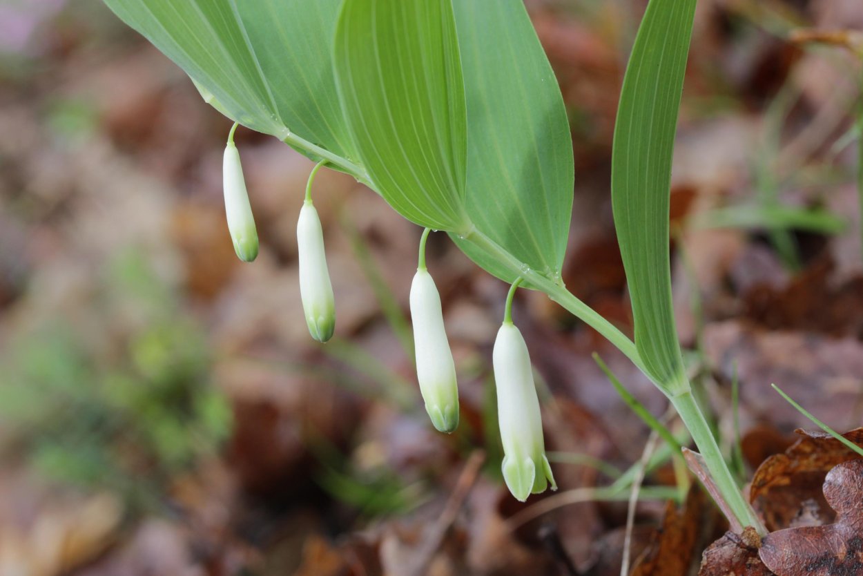 Купена Хукера Polygonatum hookeri