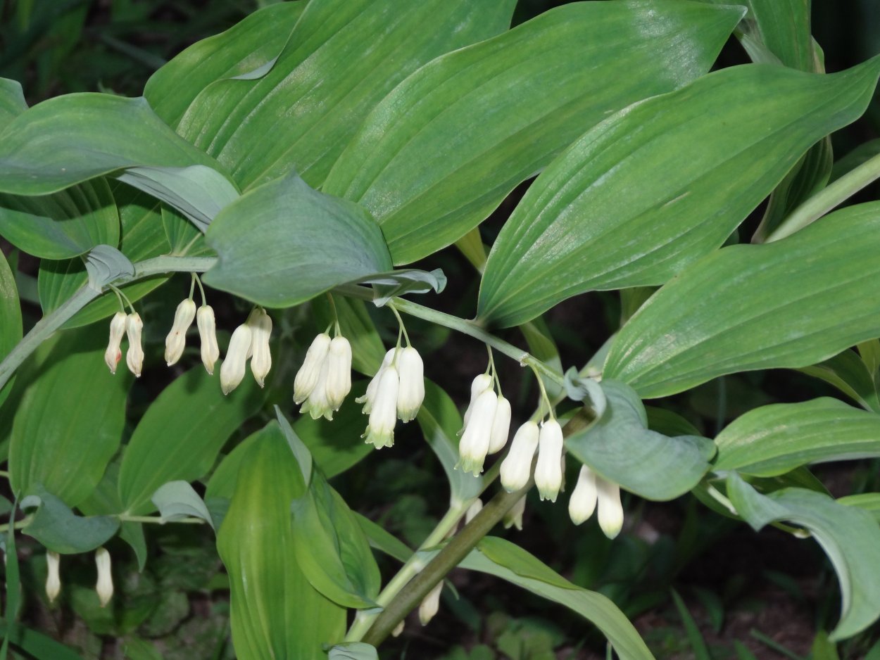 Купена (Polygonatum)