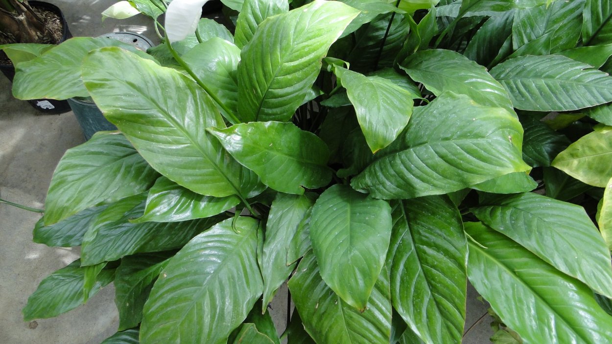 Спатифиллум Дели Индонезия фото