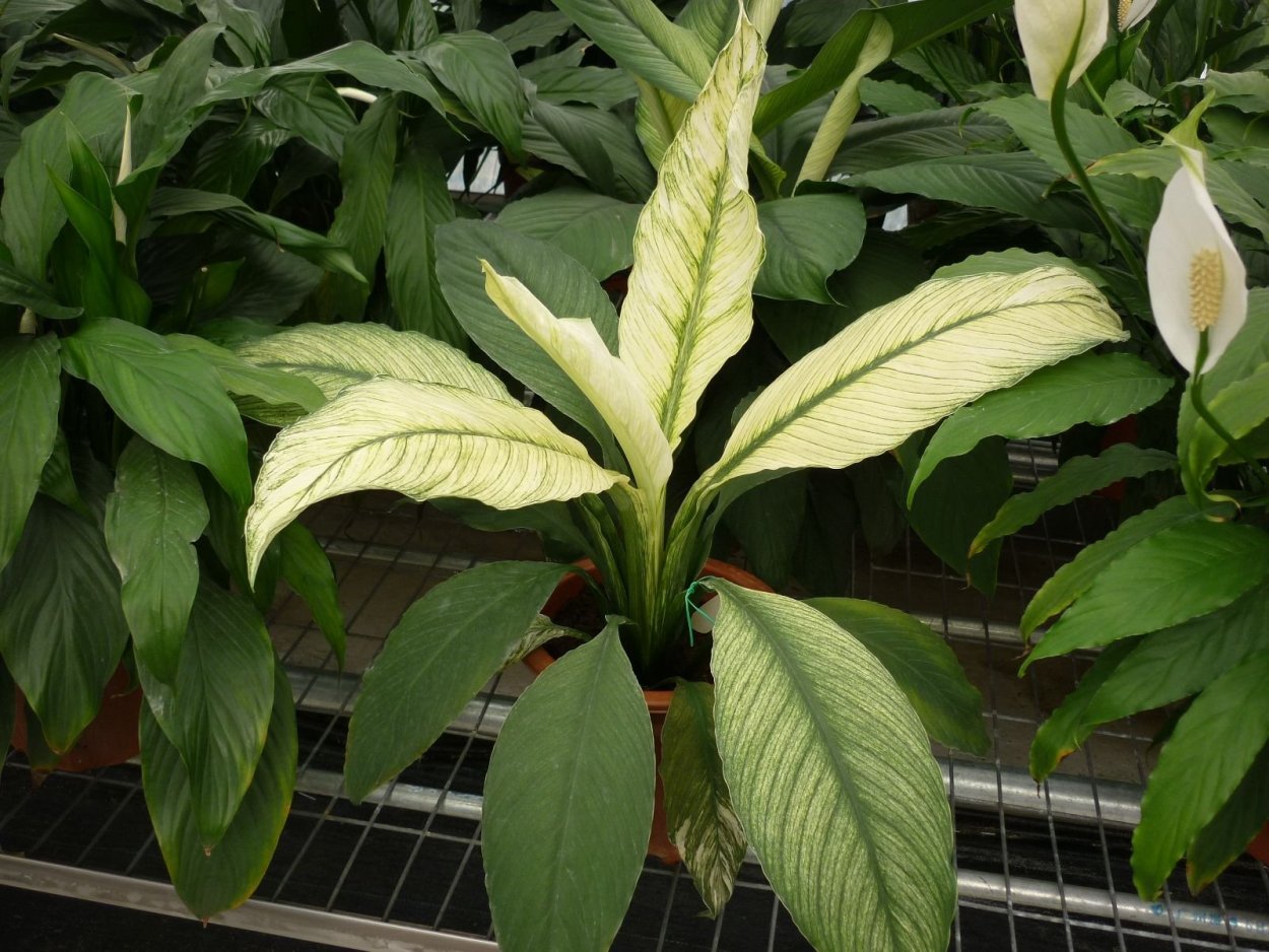 Спатифиллум паспорт