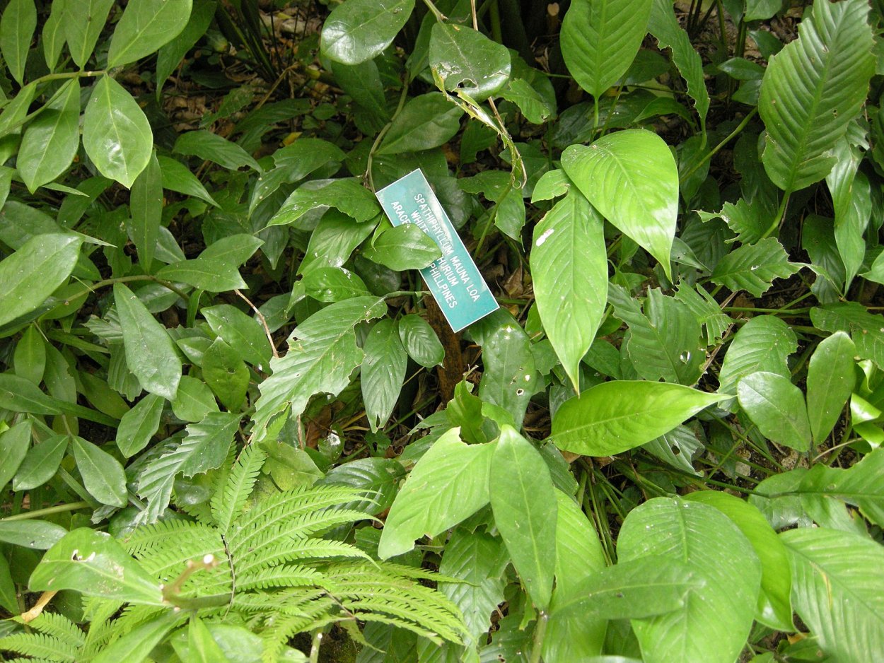 Спатифиллум Gyu