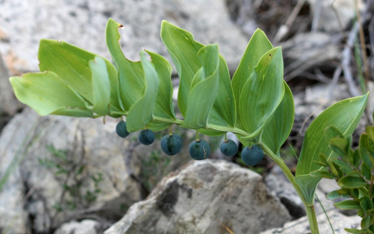 P. odoratum купена аптечная
