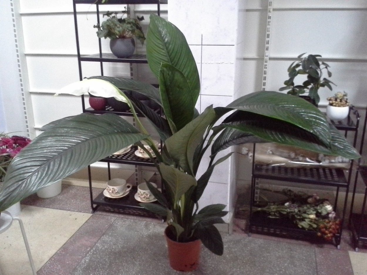 Спатифиллум Индонезия