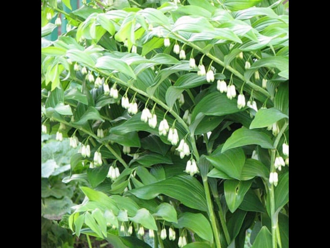 Королевский Ландыш купена