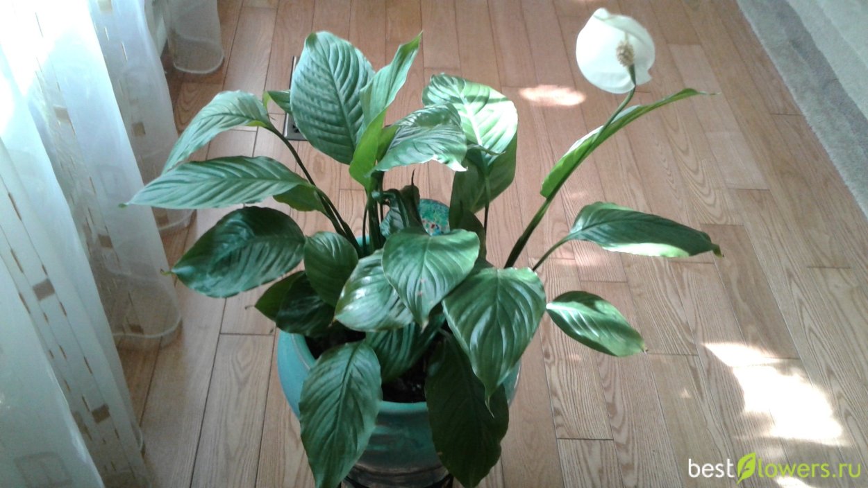 Спатифиллум Индонезия гибрид