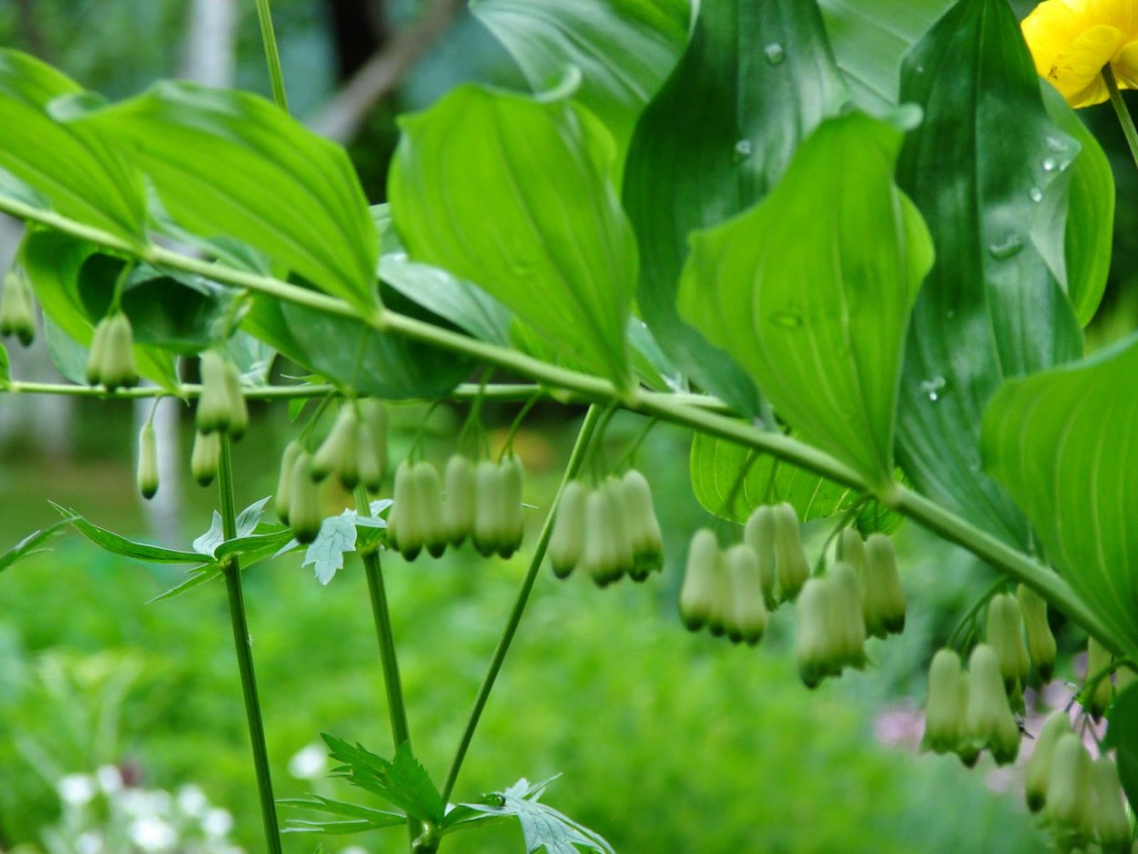 Королевский Ландыш купена
