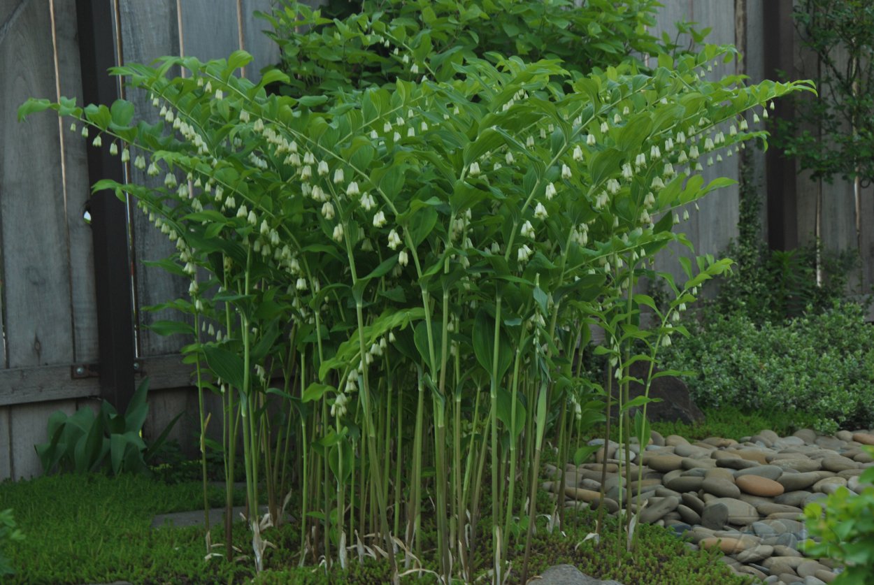 Купена лекарственная соцветие