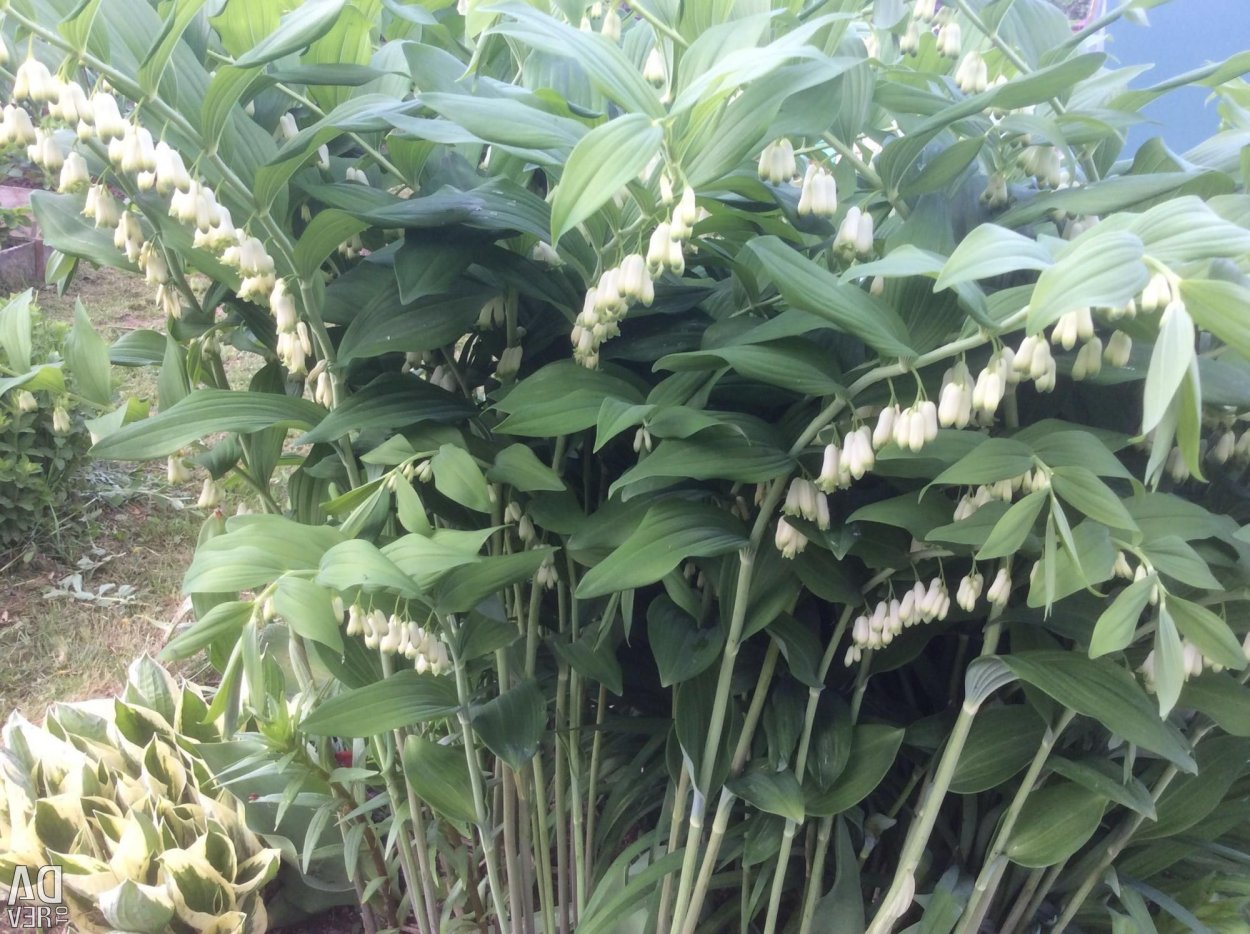 Ландыш садовый