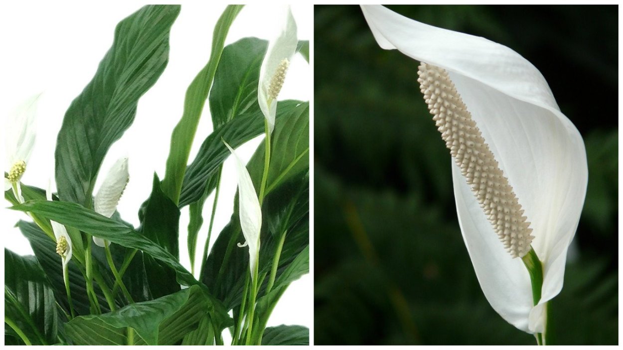 Спатифиллум каннолистный