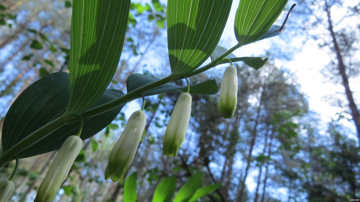 Купена многоцветковая (Polygonatum multiflorum) 1шт СДС