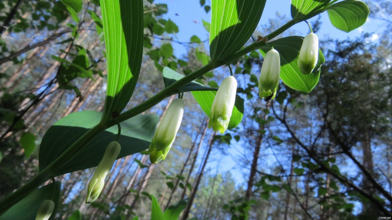 Садовый Ландыш купена