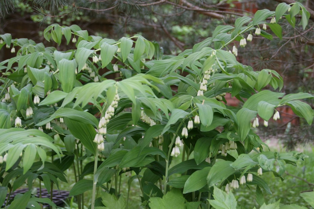 Купена душистая